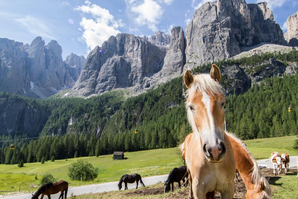 Chalet Madrisa Corvara In Badia Eksteriør billede